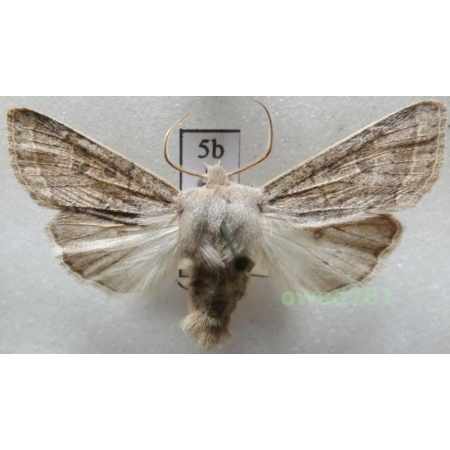 Orthosia gracilis (Denis & Schiffermüller, 1775) Czech5b
